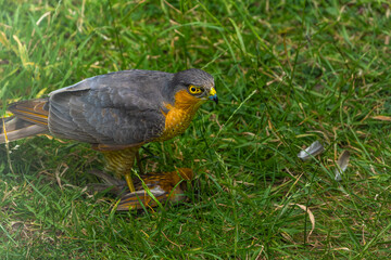 Sparrowhawk with a prey on grass in high resolution photo.