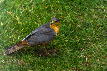 Sparrowhawk with a prey on grass in high resolution photo.