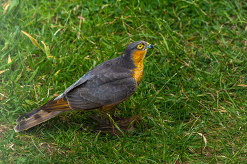 Sparrowhawk with a prey on grass in high resolution photo.