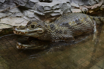 crocodile in the water