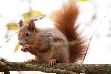 squirrel on a tree