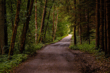 Fototapeta premium Moody forest road on the morning with the best mystic atmosphere in the south of Bohemia.