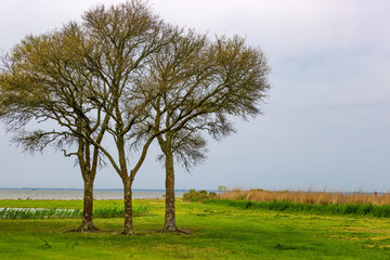 Obraz premium Historic Corolla Park in Outer Banks, North Carolina, USA