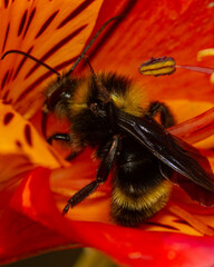 Abeja dentro de flor