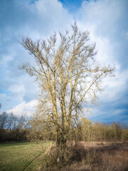 Poplar tree growing in the riparian zone next to the Vistula river in the vicinity of Warsaw, Poland.