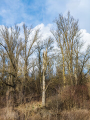 Poplar trees in the riparian zone next to the Vistula river in the vicinity of Warsaw, Poland.