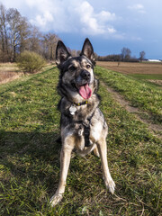 Mixed-breed dog sitting on an embankment on a sunny spring day.