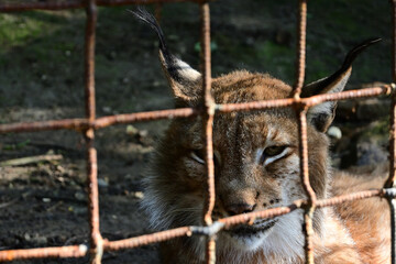 lynx in the zoo behind a metal fence. portrait of a lynx close-up. Eurasian lynx.