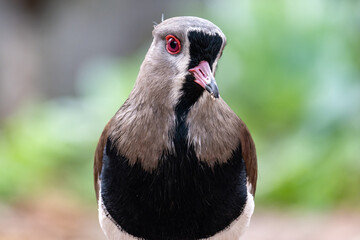Vanellus chilensis also called in some countries quero