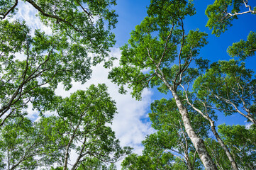 初夏の美ヶ原高原　白樺平