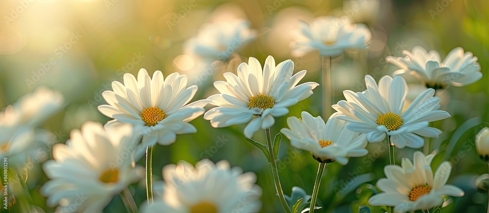 Poster wild nature setting with chrysanthemum flowers in a garden, featuring copy space image.