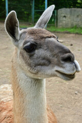 guanaco in the zoo. funny guanaco portrait close-up.
