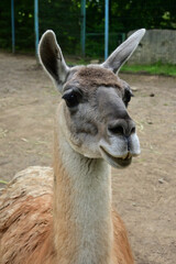 portrait of a llama