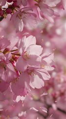Close up picture of pink blooming cherry blossoms