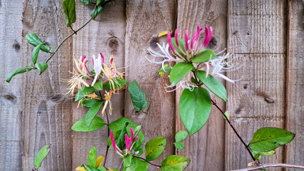 Honeysuckle flowers growing up a wooden fence 