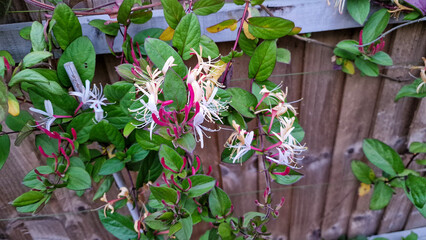 Honeysuckle flowers growing up a wooden fence 
