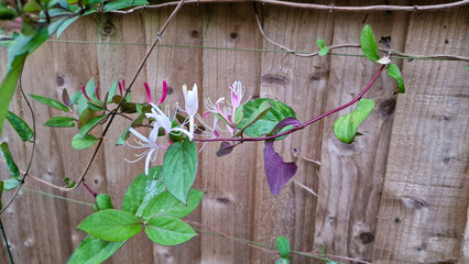 Honeysuckle flowers growing up a wooden fence 