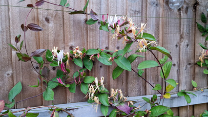 Honeysuckle flowers growing up a wooden fence 