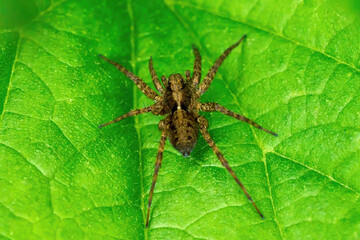Dunkle Wolfspinne (Pardosa amentata) Weibchen auf einem grünen Blatt - Baden-Württemberg, Deutschland