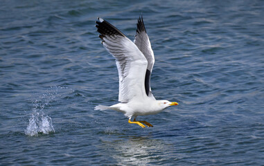 Fliegende Mittelmeermöwe (Larus michahellis) beim Start aus blauem Wasser - Arrecife, Lanzarote,...