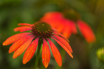 orange flower in the garden, orange Echinacea,  red coneflower, red coneflower, Echinacea, red flower, orange blossom, blooming, beautiful flower, blurred background, macro flower