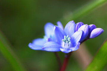 bud of a scilla, spring scilla flowers, close up squill flower, petals with blue color, purple blossoms, purple flowers, blue petals