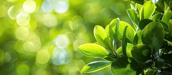 Close-up view of bright green leaves on a magnolia kobus tree set against a blurred green backdrop,...