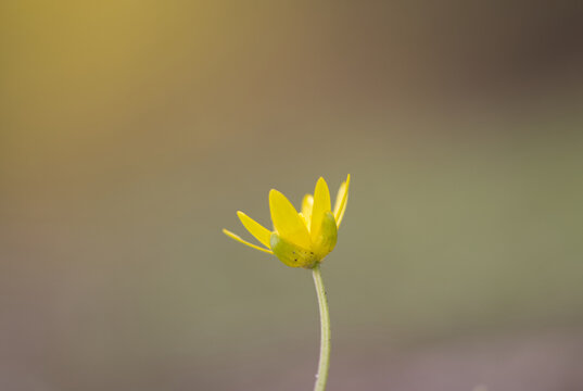 yellow flower in the garden, celadine close up , Ficaria verna in the garden, Ficaria verna in the garden, beautiful celadine flower, yellow petals, close-up of a celadine