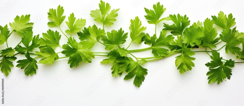 Aufkleber parsley leaves displayed on a white background with a designated copy space image.