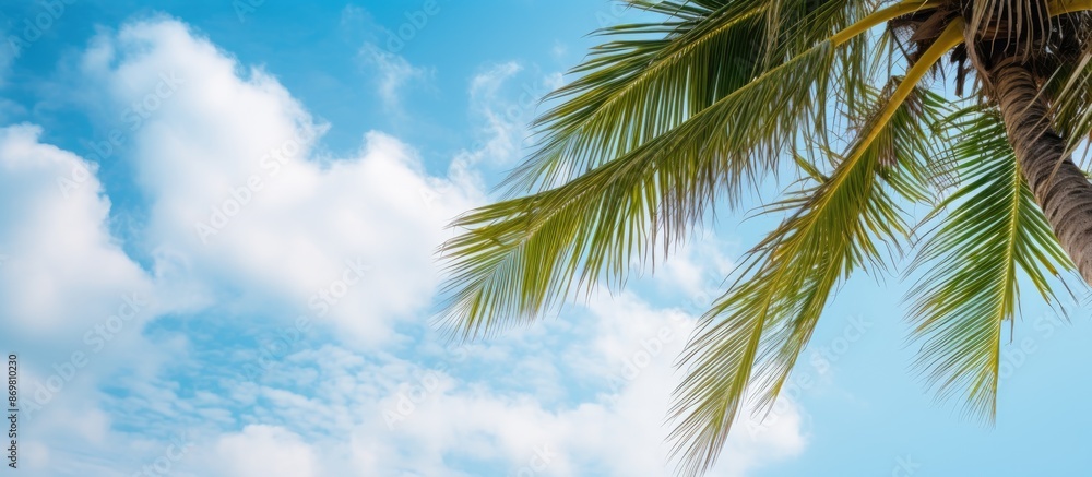 Poster Detailed close-up view of a coconut tree against a backdrop of clouds in the sky, ideal for a copy space image.