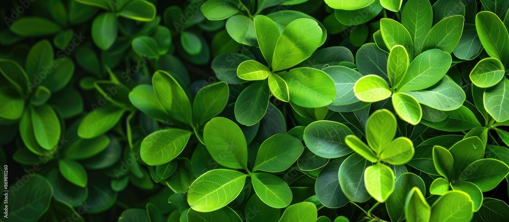 Poster background featuring green leaves of bauhinia aureifolia with copy space image.