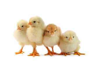 Many cute chicks isolated on white. Baby animals