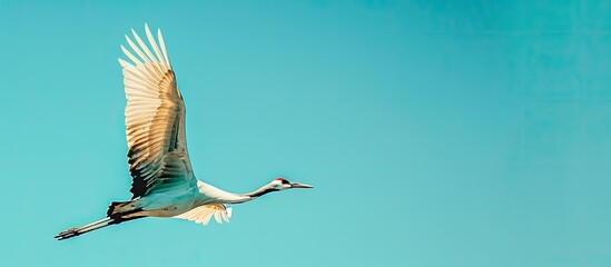 Fototapeta premium A crane soaring gracefully in the clear blue sky, providing a beautiful copy space image.
