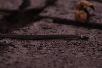Serpiente calamaria gervaisii negra con amarillo pequeña arrastrándoselo por el suelo desde una grieta 