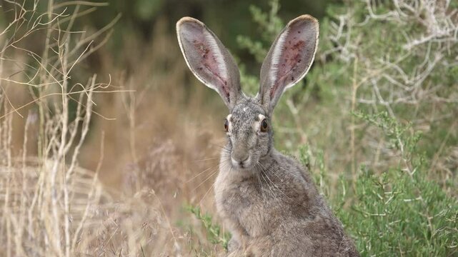 Jack rabbit turning its head and looking at the camera in the Utah desert showing its ears with scabs from ticks.