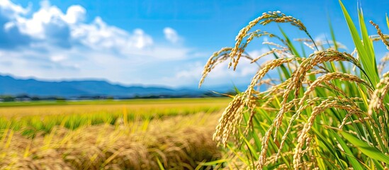 Copy space image of Japanese rice fields pre-harvest with a backdrop of a clear blue summer sky and ripe rice ears.