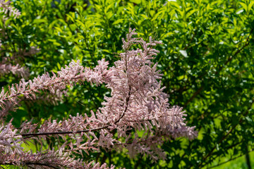 Soft pink flowers tamarix tree in spring garden, closeup. Blossoming small flower tamarisk plant . Soft rosy saltcedar or salt cedar or tamarisk, bloom