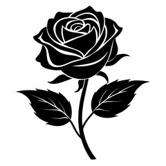 black rose vector illustration