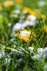 Close-up side view of beautiful yellow dandellion flower covered with fresh white snow on green...