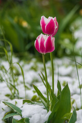 Close-up side view of beautiful pink tulip flowers covered with fresh white snow on flowerbed in...
