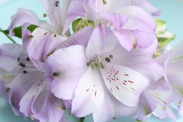 Beautiful alstroemeria flowers on light blue background, closeup
