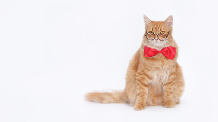 Smart cat. Orange cat wearing glasses and red bow tie. Close-up Ginger Cat against white background. Perfect for pet-themed content, humorous projects, and advertising materials