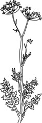 herb in vector, line art plant Burnet - saxifrage