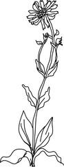 herb in vector, line art plant Mountain Arnica