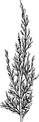 herb in vector, line art plant southernwood