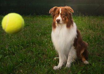 Australian shepherd catching tennis ball