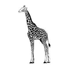 giraffe silhouette design. long neck animal sign and symbol.