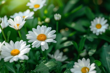 Fototapeta premium Thailand, white waterdrop flowers