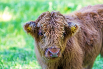 Galloway - K&auml;lbchen - Kuh - niedlich