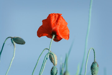 Obraz premium Poppy flower and buds against the blue sky. Vintage style
